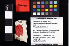 Foto (Objket + Etiketten) von Coelopus repandus (Schweitzer & Feldmann, 2010) 